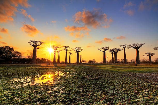 Allée des baobabs à Madagascar au coucher du soleil